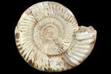 Large, Ammonite (Perisphinctes) Fossil - Jurassic #102521-1